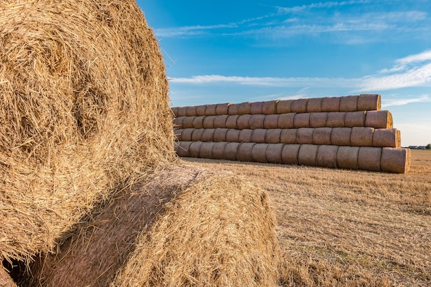 Huge straw pile of Hay roll bales on among harvested field cattle bedding