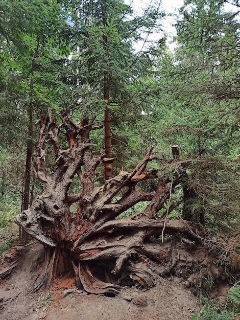 A huge stump from a fallen tree in the forest.