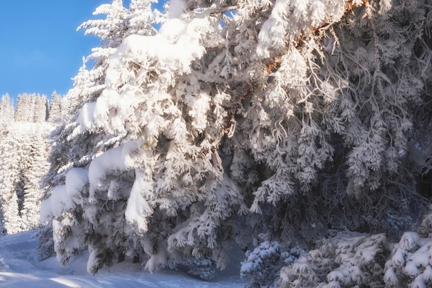 Foto enormi rami d'albero tutti coperti di ghiaccio e gelo in una foresta di montagna innevata