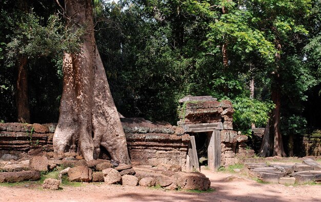 A huge tree and a gate in the wall on the territory of the world famous temple complex Angkor Wat