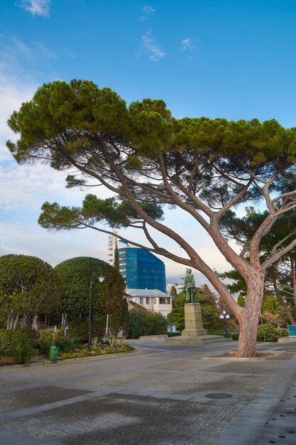 Huge tree in the park