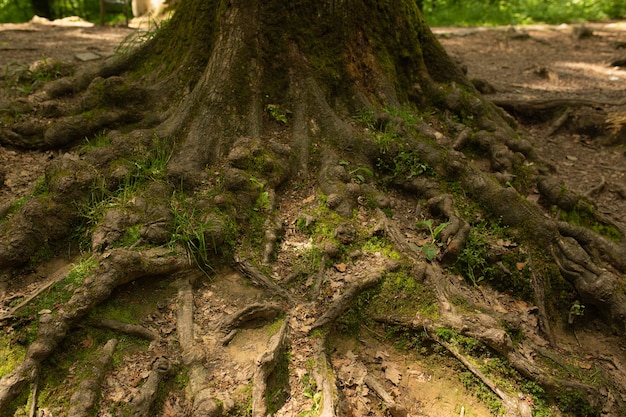 Huge tree roots on the soil at the forest. Closeup shot