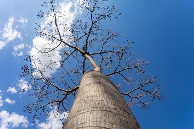 Huge tree with bottomup perspective view