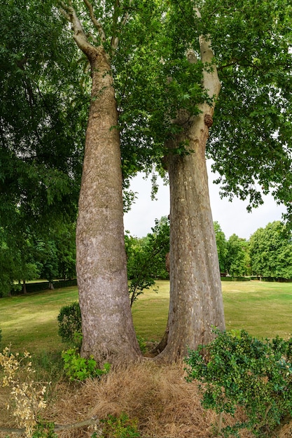 Huge tree with double trunk in a public park in madrid