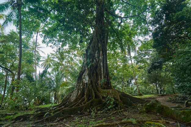 Огромное дерево с огромными корнями в бухте Дрейк Península de la Osa в Коста-Рике