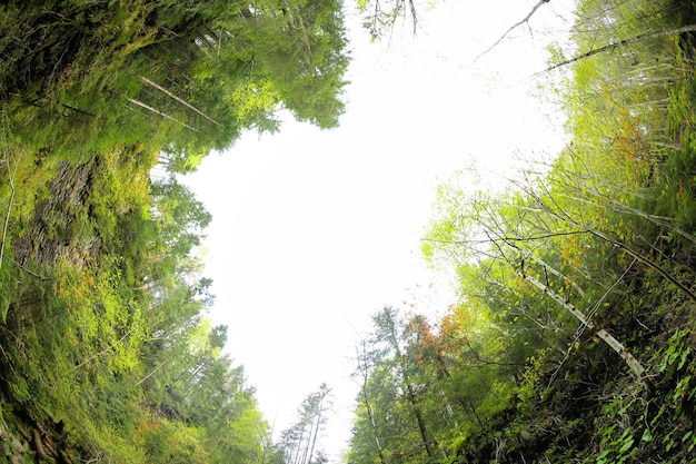 Foto enormi alberi sullo sfondo del cielo pittoreschi paesaggi dei carpazi