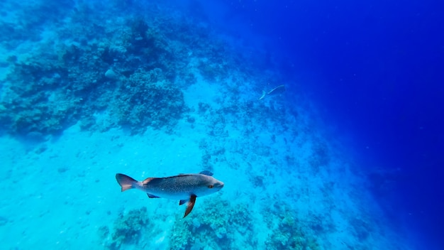 銀色の鱗を持つ巨大な熱帯魚が獲物を求めて海の底に沿って泳ぎます。