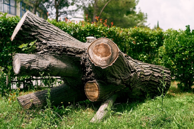 Huge trunk of a cut branchy tree lies on the green grass among the bushes