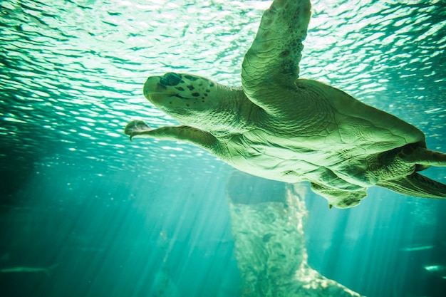 huge turtle swimming under the sea