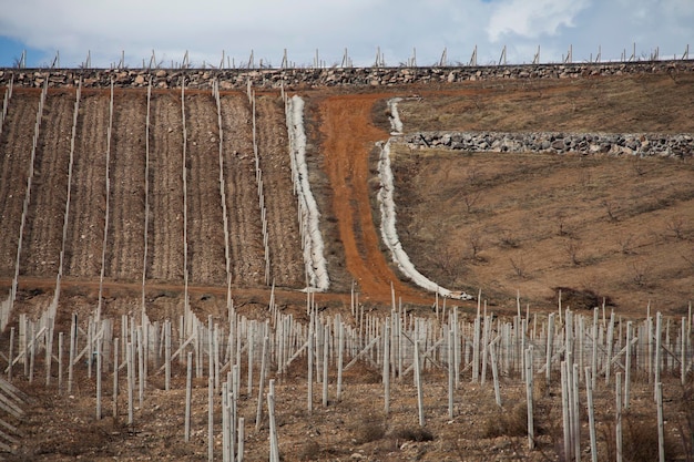 Huge vineyard field against the cloudy sky in Armenia in autumn