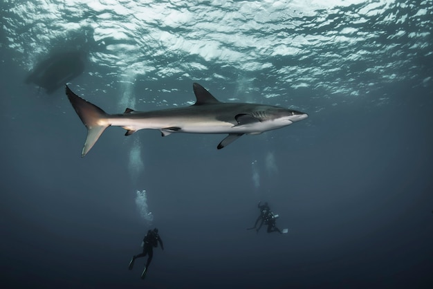 Huge white shark in blue ocean swims under water. Sharks in wild. Marine life underwater in blue ocean. Observation of animal world. Scuba diving adventure in sea of Cortez, coast of Mexico