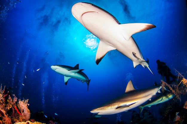 Huge white sharks in blue ocean swims under water. Sharks in wild. Marine life underwater in blue ocean. Observation of animal world. Scuba diving adventure in Caribbean, coast of Cuba