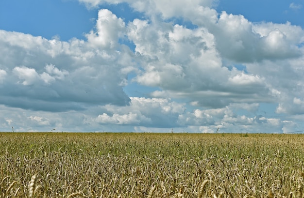 Foto enorme campo di grano giallo e cielo blu