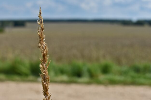 Huge yellow wheat field and blue sky