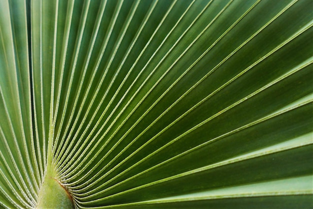 대칭적 인 구조 로 보이는  나무 의 잎