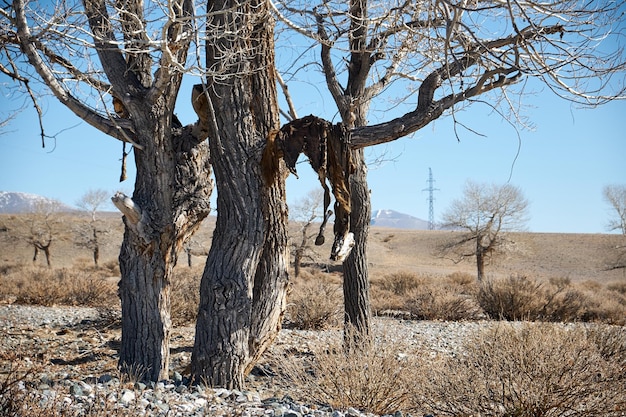 Huiden en schedels van dode paarden in bomen Oude ritus of ritueel in Altai of Mongolië Exclusieve foto