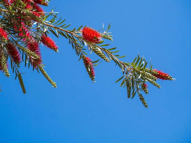 Huilende Flessenborstel bloem tegen de blauwe hemel Callistemon Viminalis