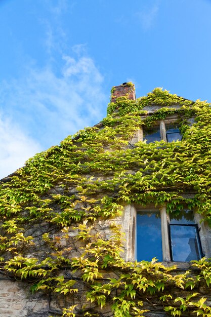 Foto huis bedekt met klimmende engelse klimop
