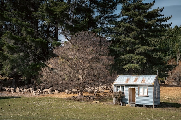 Foto huis bij de bomen