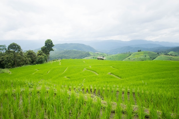 huis en groen terrasvormig rijstveld met mist op ochtend in Pa Bong Pieng