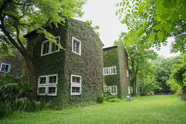 Huis en wit venster met wijnstokken op de muur