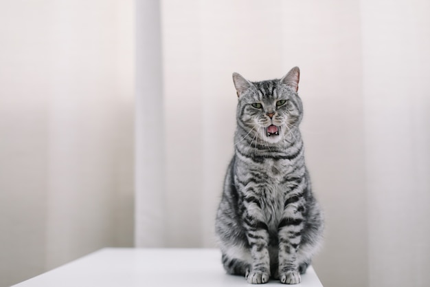 Huis huisdier schattig katje kat thuis Kat Portret Grappige kat