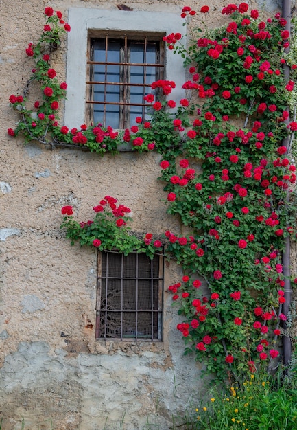 Huis met rozen