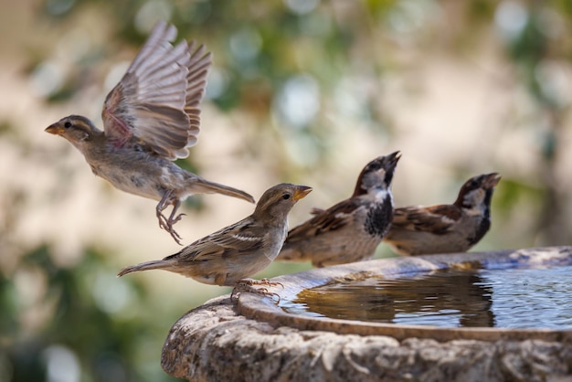 Huis mussen. (Passer domesticus).