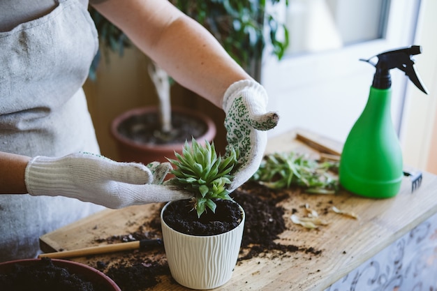 Huis & Tuin. Symbiose van kamerplanten. Hoe een vetplant te verpotten Verpot een vetplant die zich vermeerdert?