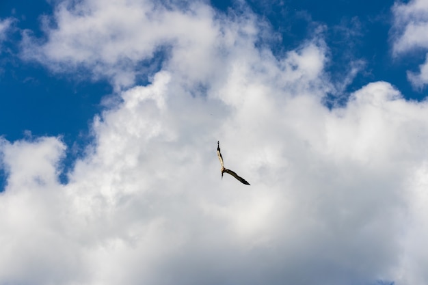 Huis voor migrerende ooievaars in zonnige lucht