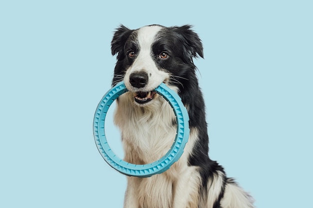 Huisdier activiteit grappige puppy hond border collie blauwe trekker ring speelgoed in mond geïsoleerd op blauwe achtergrond Rasechte huisdier hond wil spelen met eigenaar liefde voor huisdieren vriendschap metgezel concept