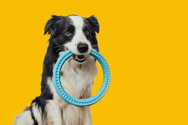 Huisdier activiteit grappige puppy hond border collie blauwe trekker ring speelgoed in mond geïsoleerd op gele achtergrond Rasechte huisdier hond wil spelen met eigenaar liefde voor huisdieren vriendschap metgezel concept