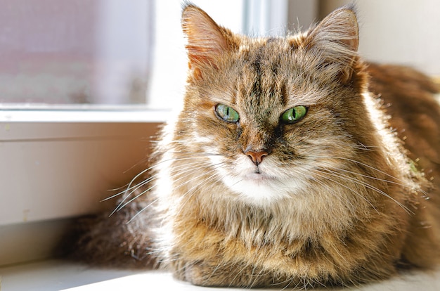 Huisdier - een kat zit op een raam en koestert zich in de zon. Favoriete dieren, huiscomfort.