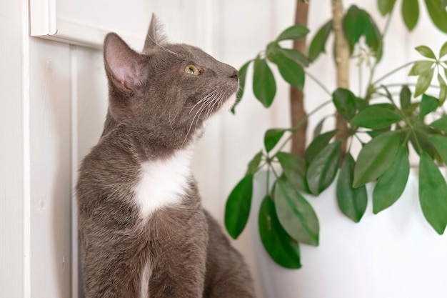 Huisdier en kamerplant Grijs gestreepte huiskat die bij de kamerplanten zit Afbeelding voor dierenklinieken sites over katten voor kattenvoer Kitten en huisbloem in een pot Dieren en huisbloemen