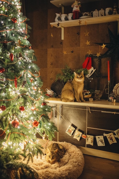 Huisdier gemberkat in feestelijke kerstsfeer, kerstinterieur