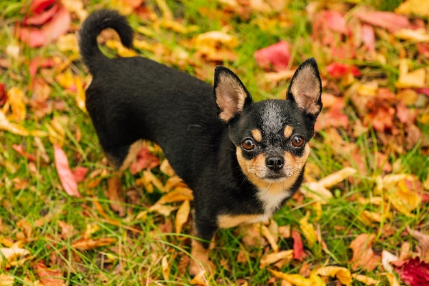 Huisdier hond chihuahua loopt op straat. chihuahua hond voor een wandeling. chihuahua zwart, bruin en wit. schattige puppy vroeg in de ochtend op een wandeling. hond in de herfst wandelingen in de tuin of in het park