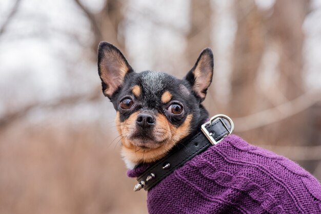 Huisdier hond chihuahua loopt op straat. chihuahua hond voor een wandeling. hond in de herfstwandelingen in het park