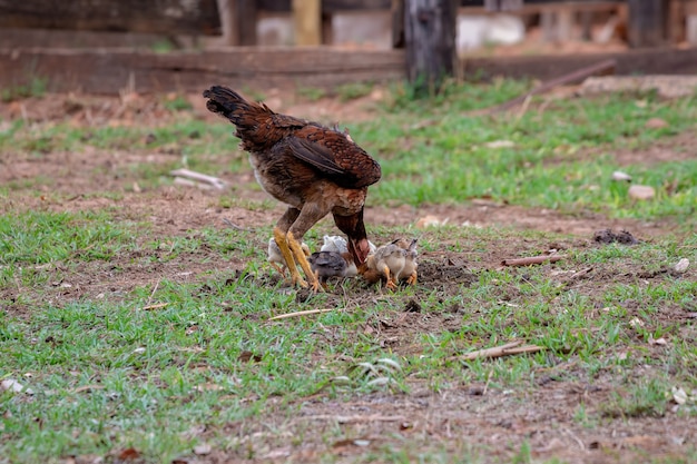 Huisdier kip van de ondersoort Gallus gallus domesticus