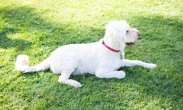 Huisdier ontspannen buiten in het zomerpark. rashond op groen gras. hond heeft langharige vacht. zuiver ras. Oekraïense herdershond. Zuid-Russische herdershond ovcharka. witte hond in halsband.