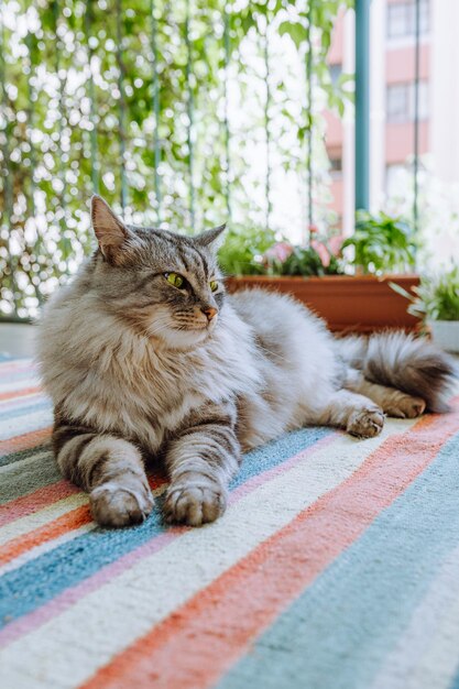 huisdier pluizige grijze Maine Coon kat ligt lui op geweven tapijt op balkon