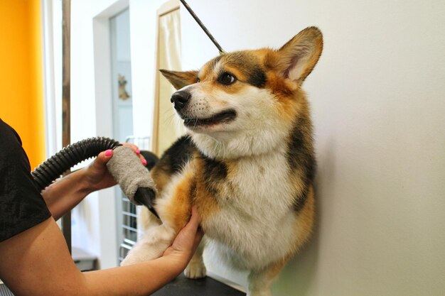 Huisdier professionele meester trimmer föhnen corgi welsh pembroke hond na het wassen in trimsalon