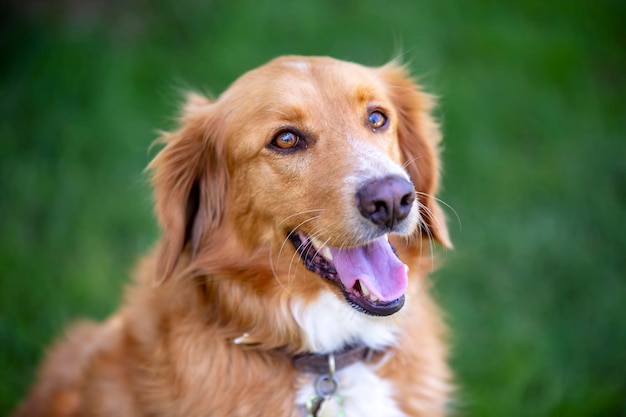 Huisdier; schattige hond buiten. Huis hond.