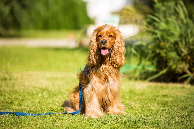 Huisdier schattige hond in de tuin