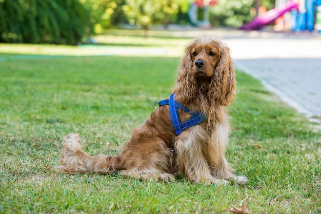 Huisdier schattige hond in de tuin