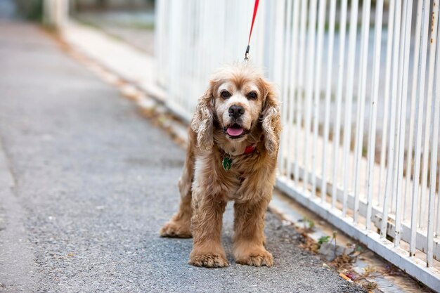 Huisdier schattige hond in de tuin