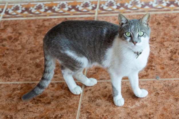 Huisdier; schattige kat binnen. Huiskat.