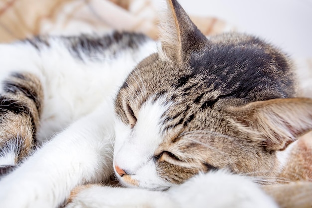 Huisdier; schattige kat binnen