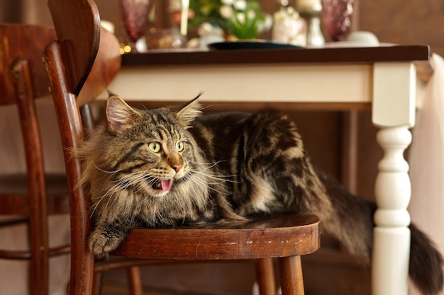 Huisdier schattige kat liggend op stoel mooie pluizige en prachtige meine coon