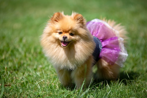 Huisdier; schattige Pommeren hond in de natuur