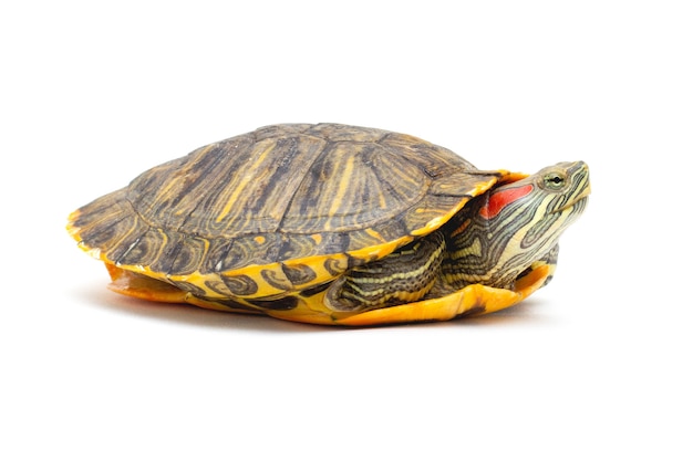 Huisdier schildpad rood-eared schuifregelaar (Trachemys scripta elegans) geïsoleerd op een witte achtergrond.